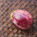 Indian Brinjal